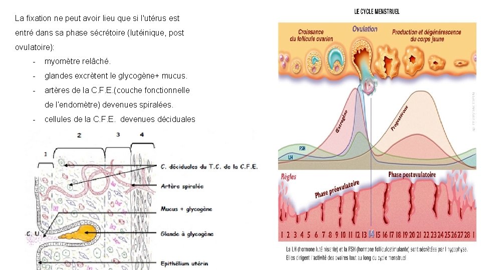 La fixation ne peut avoir lieu que si l'utérus est entré dans sa phase