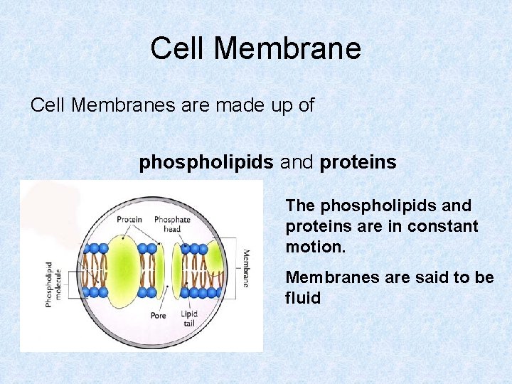Cell Membranes are made up of phospholipids and proteins The phospholipids and proteins are