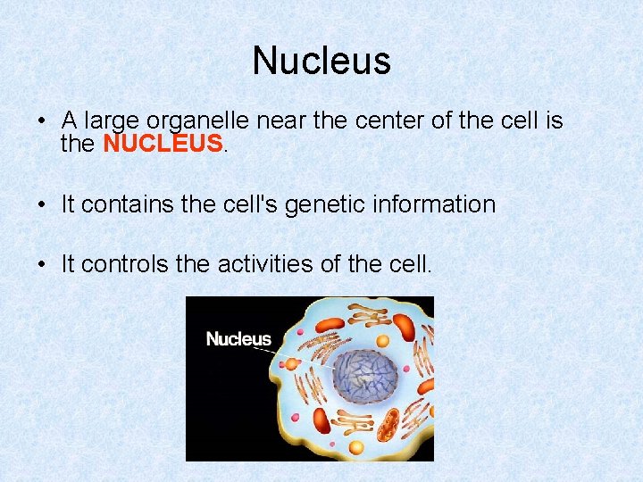 Nucleus • A large organelle near the center of the cell is the NUCLEUS.
