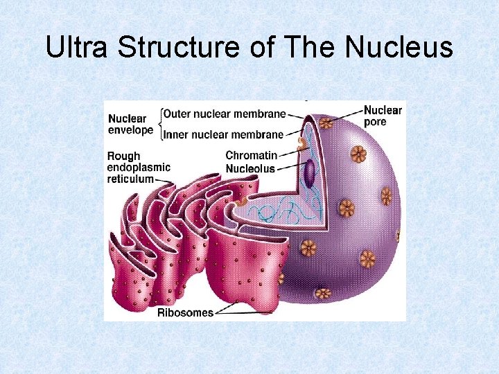 Ultra Structure of The Nucleus 
