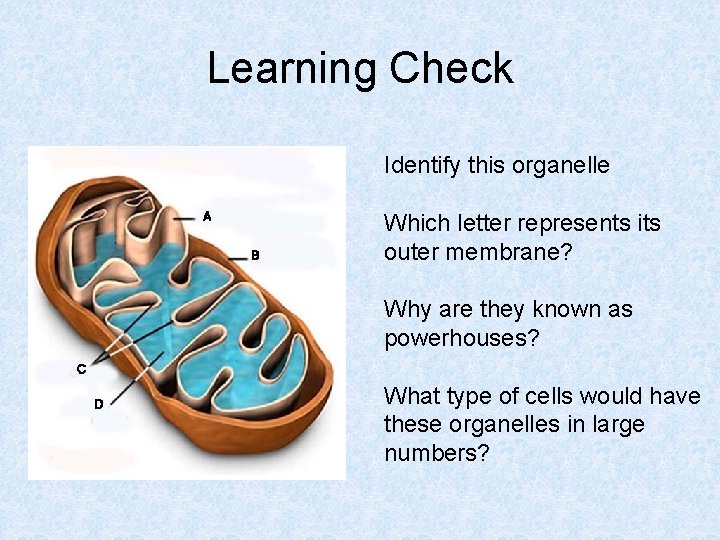 Learning Check Identify this organelle Which letter represents its outer membrane? Why are they