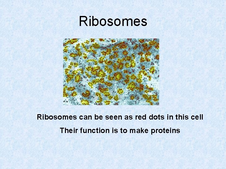 Ribosomes can be seen as red dots in this cell Their function is to