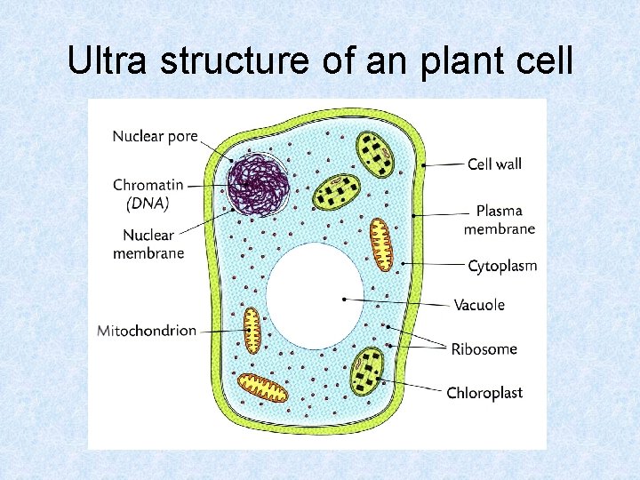 Ultra structure of an plant cell 