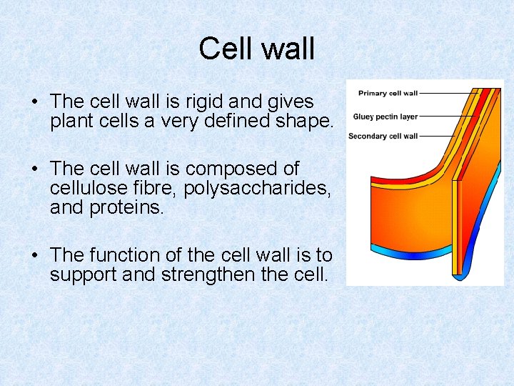 Cell wall • The cell wall is rigid and gives plant cells a very