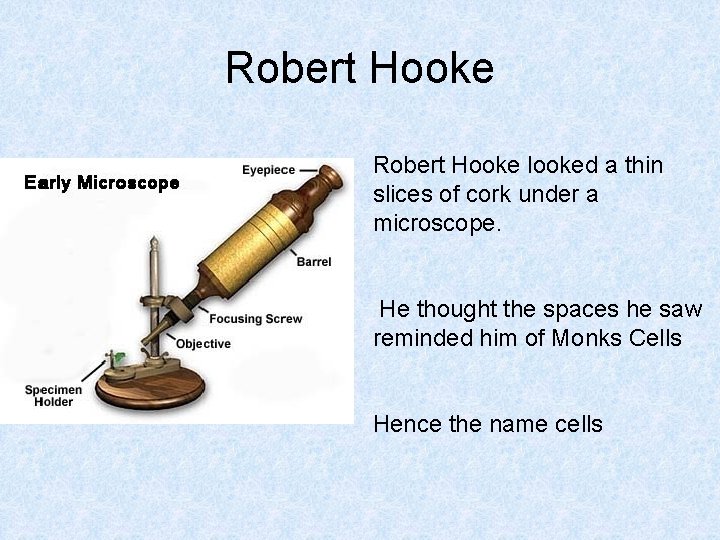 Robert Hooke looked a thin slices of cork under a microscope. He thought the
