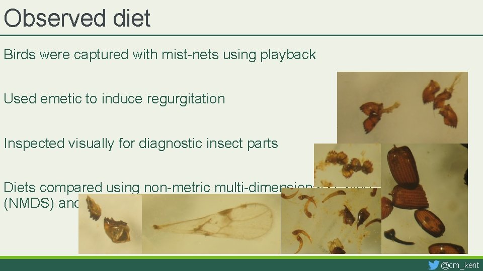 Observed diet Birds were captured with mist-nets using playback Used emetic to induce regurgitation