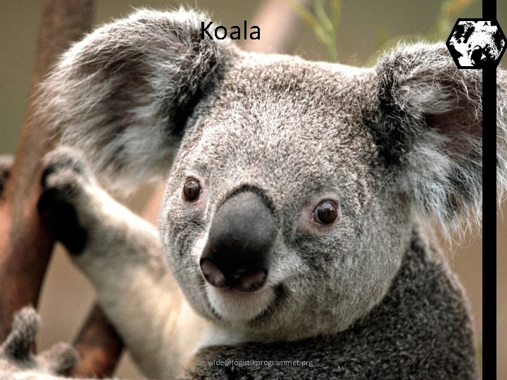 Koala jon. wide@logistikprogrammet. prg 