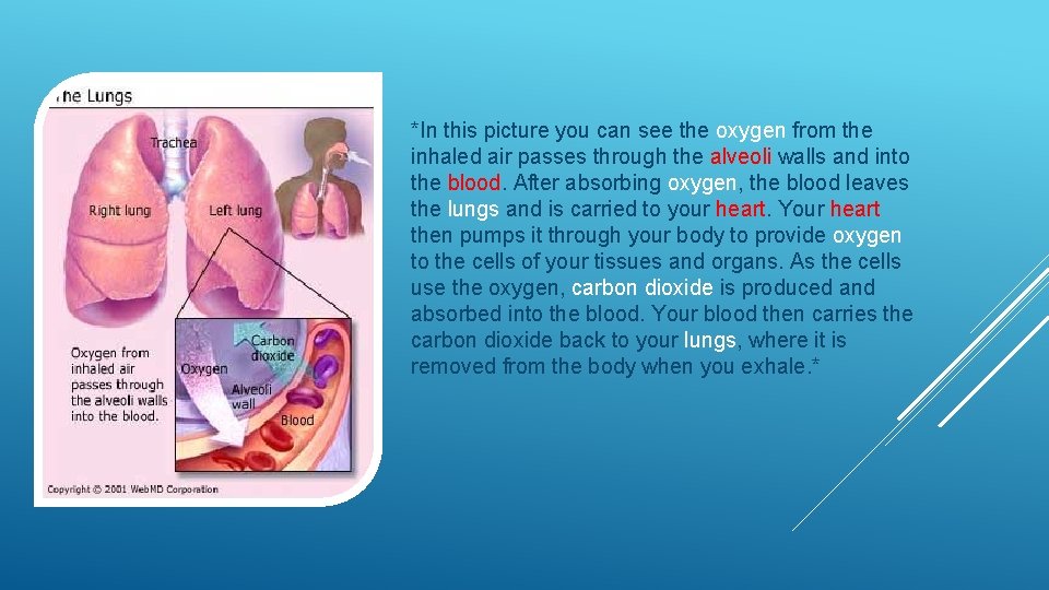 *In this picture you can see the oxygen from the inhaled air passes through