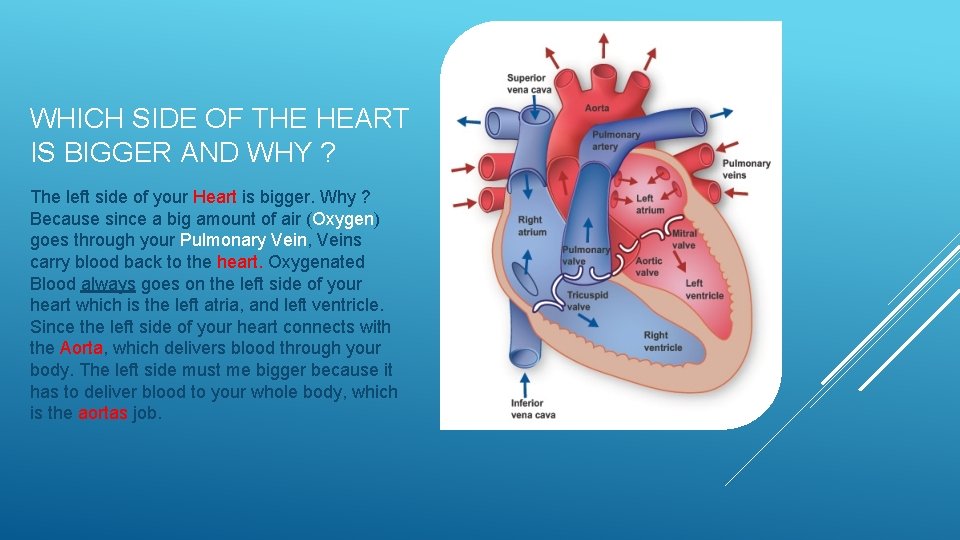 WHICH SIDE OF THE HEART IS BIGGER AND WHY ? The left side of