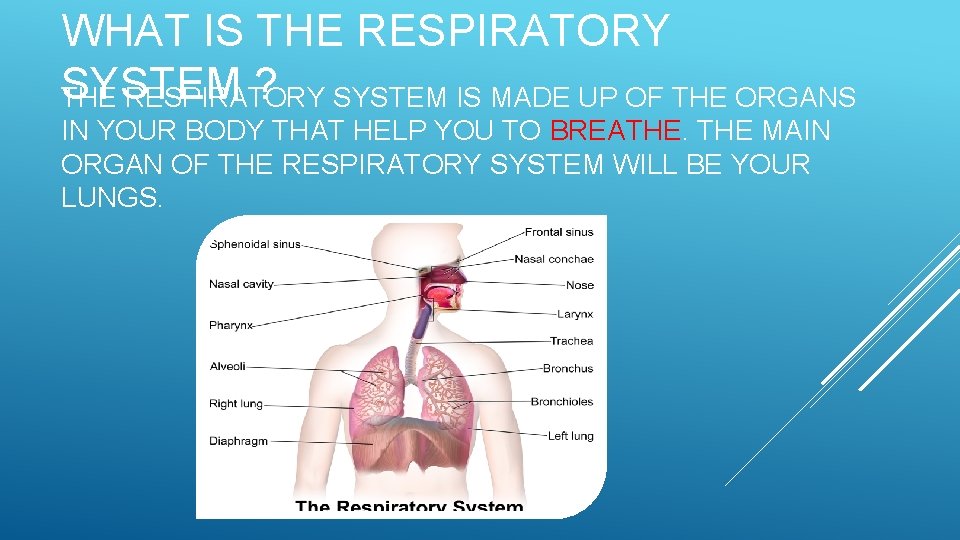 WHAT IS THE RESPIRATORY SYSTEM ? SYSTEM IS MADE UP OF THE ORGANS THE