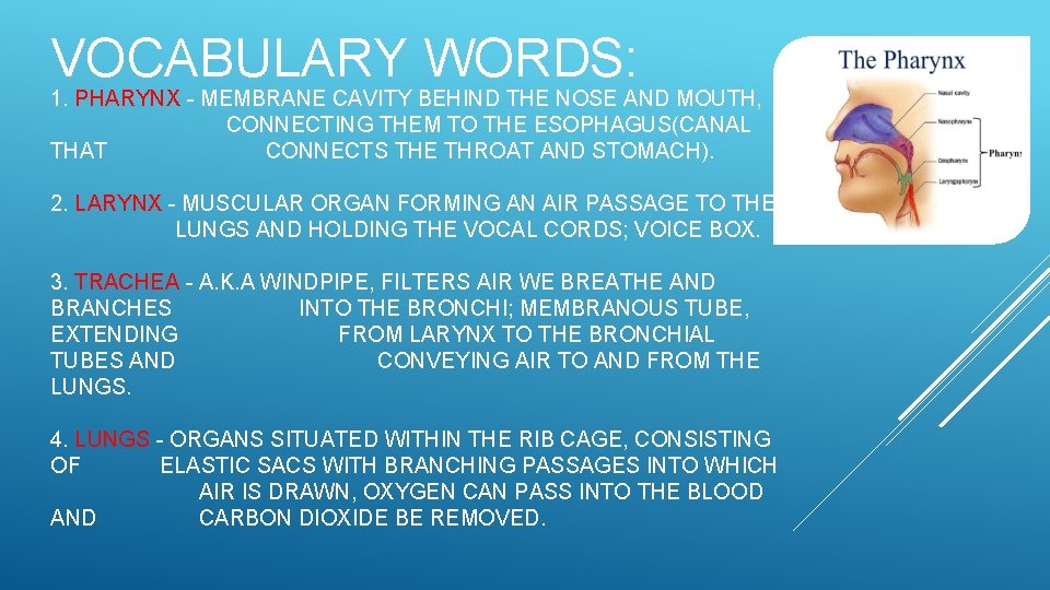 VOCABULARY WORDS: 1. PHARYNX - MEMBRANE CAVITY BEHIND THE NOSE AND MOUTH, CONNECTING THEM