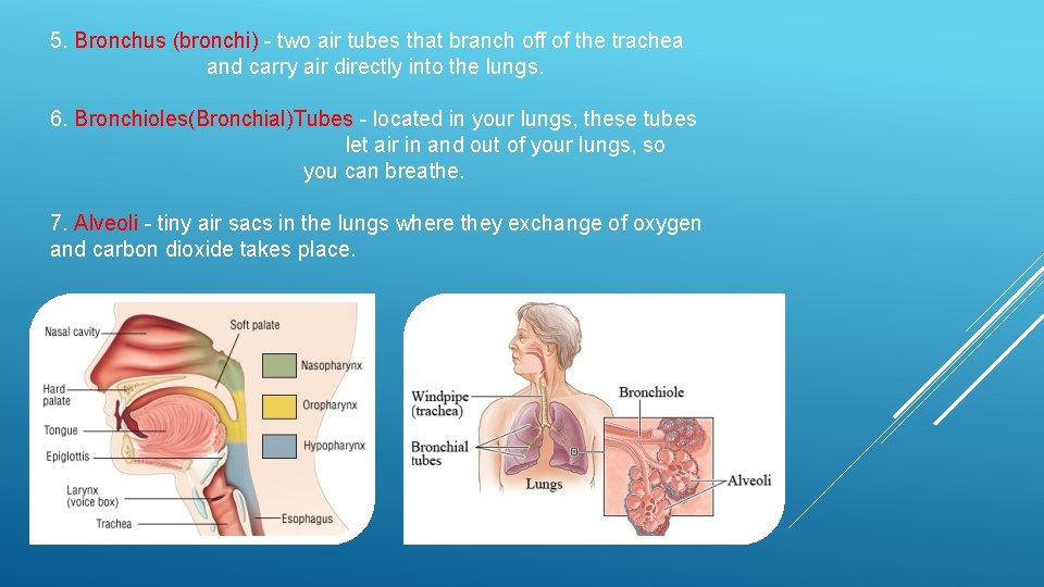 5. Bronchus (bronchi) - two air tubes that branch off of the trachea and