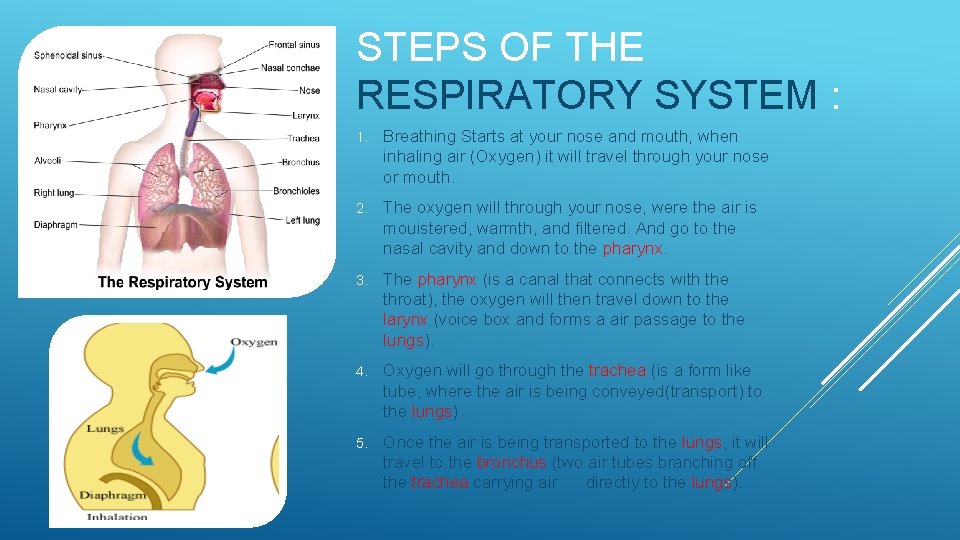STEPS OF THE RESPIRATORY SYSTEM : 1. Breathing Starts at your nose and mouth,