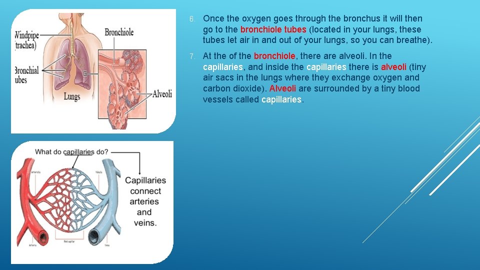 6. Once the oxygen goes through the bronchus it will then go to the