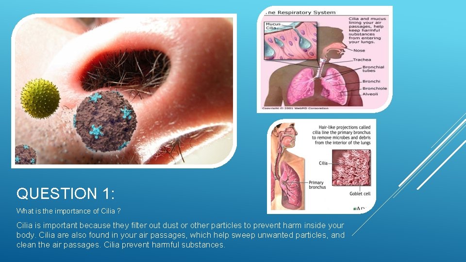 QUESTION 1: What is the importance of Cilia ? Cilia is important because they