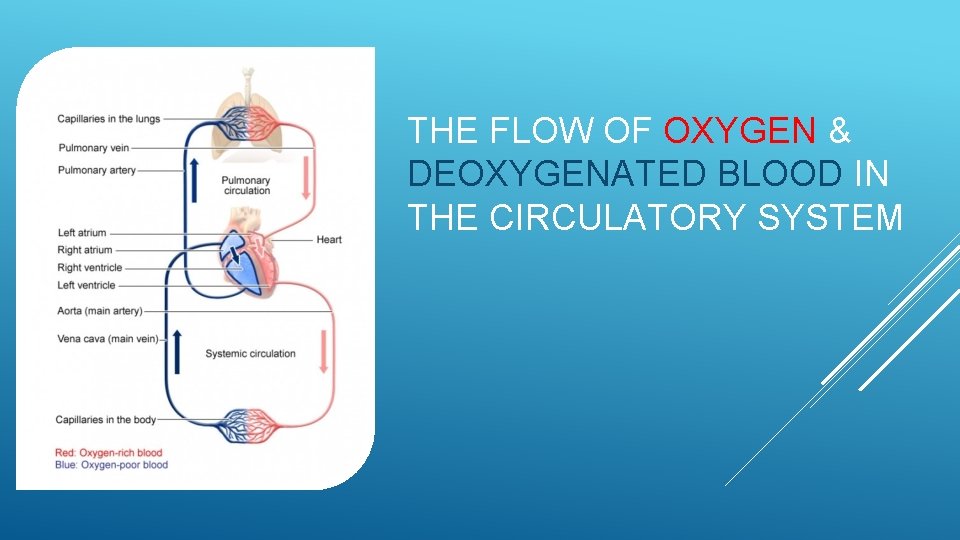 THE FLOW OF OXYGEN & DEOXYGENATED BLOOD IN THE CIRCULATORY SYSTEM 
