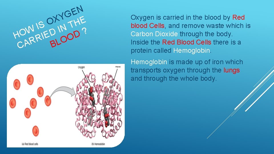 N E G Y X E O H T S IN I W ?