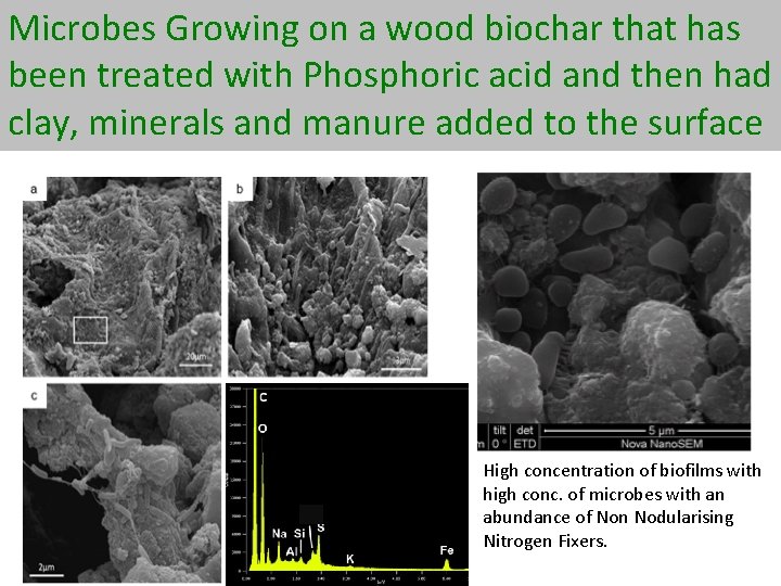 Microbes Growing on a wood biochar that has been treated with Phosphoric acid and