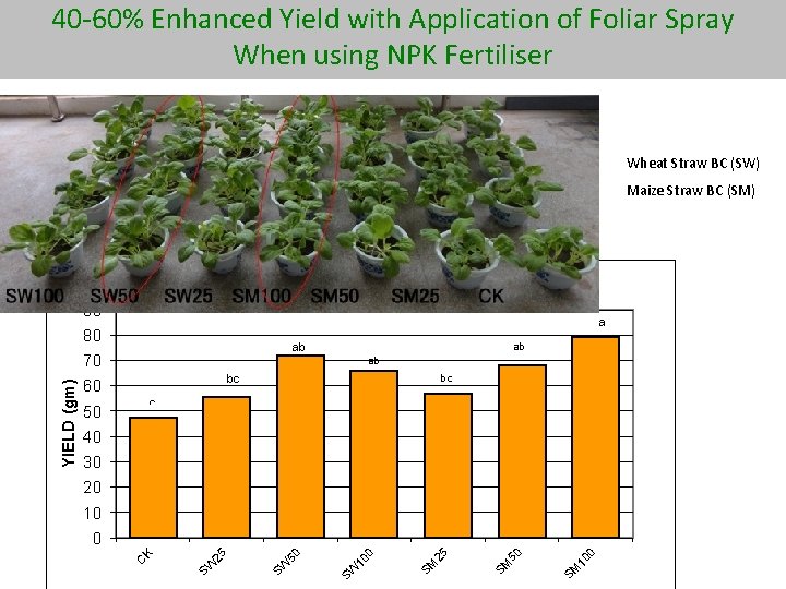 40 -60% Enhanced Yield with Application of Foliar Spray When using NPK Fertiliser Wheat