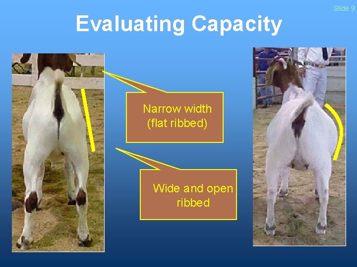 Evaluating Capacity Narrow width (flat ribbed) Wide and open ribbed Slide 9 