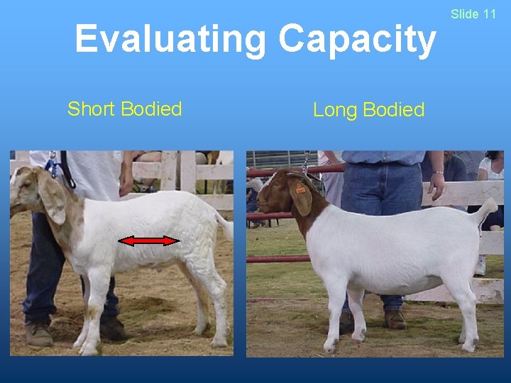 Evaluating Capacity Short Bodied Long Bodied Slide 11 