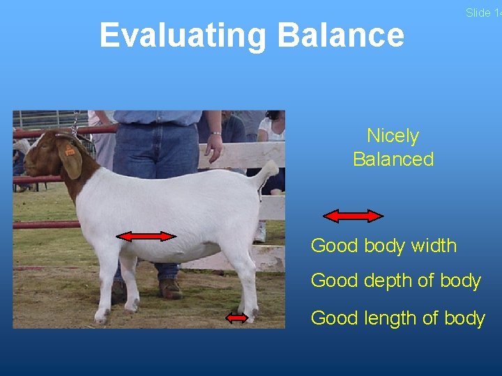 Evaluating Balance Slide 14 Nicely Balanced Good body width Good depth of body Good