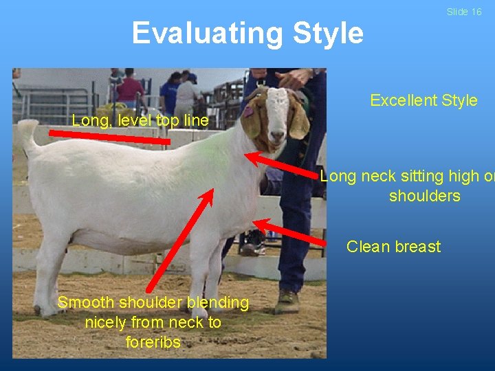 Slide 16 Evaluating Style Excellent Style Long, level top line Long neck sitting high