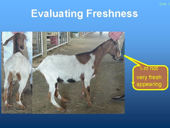 Slide 18 Evaluating Freshness I=m not very fresh appearing 