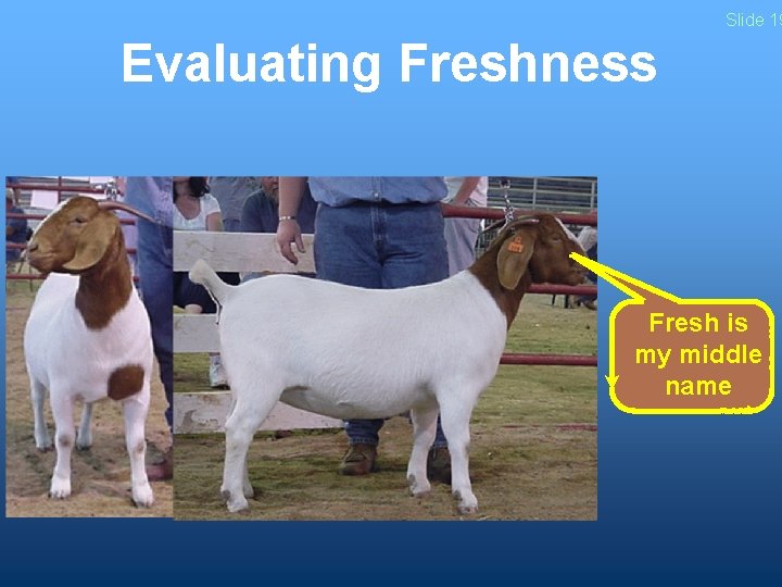 Slide 19 Evaluating Freshness Fresh is my middle name 