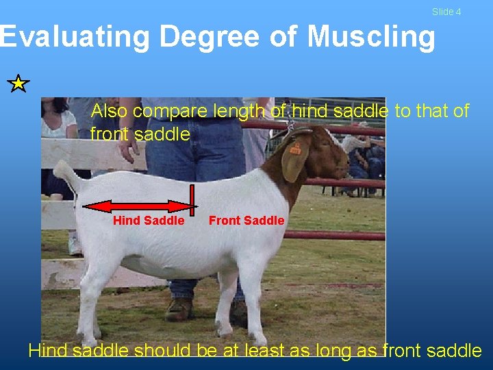 Slide 4 Evaluating Degree of Muscling Also compare length of hind saddle to that