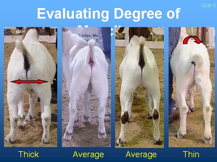 Slide 5 Evaluating Degree of Muscling Thick Average Thin 