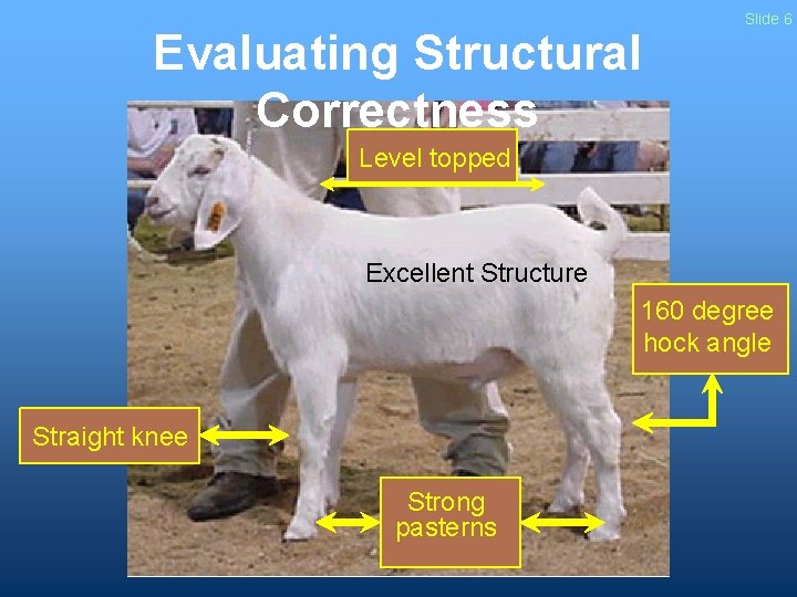 Evaluating Structural Correctness Slide 6 Level topped Excellent Structure 160 degree hock angle Straight