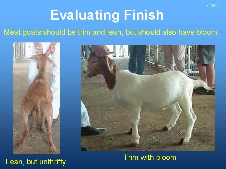 Evaluating Finish Slide 7 Meat goats should be trim and lean, but should also
