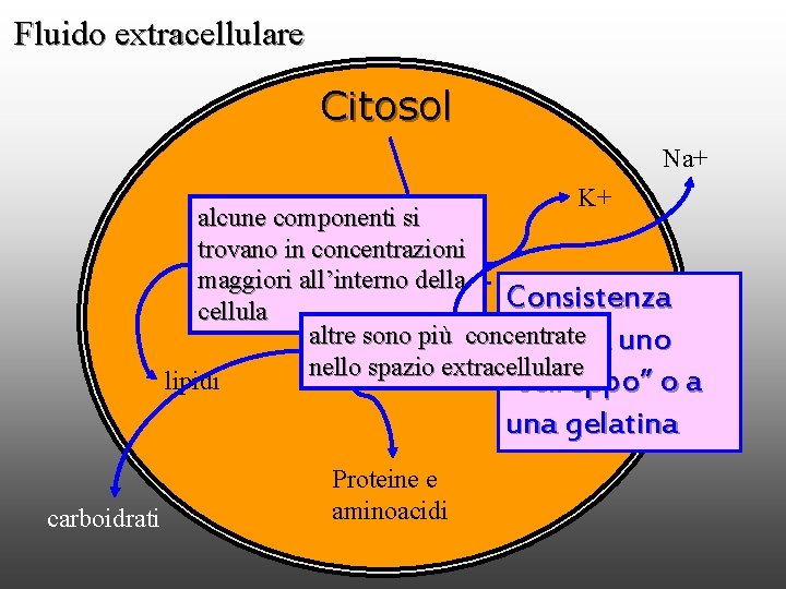 Fluido extracellulare Citosol Na+ K+ alcune componenti si trovano in concentrazioni maggiori all’interno della
