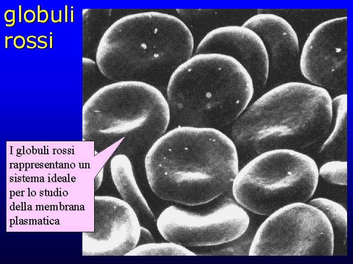 globuli rossi I globuli rossi rappresentano un sistema ideale per lo studio della membrana