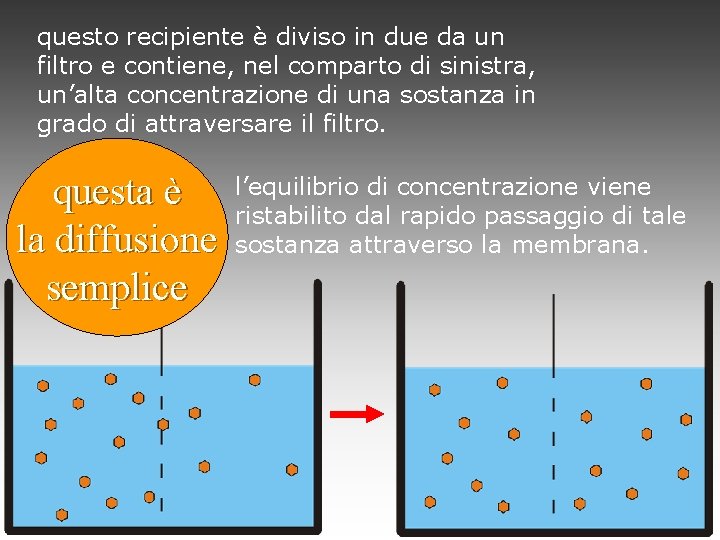 questo recipiente è diviso in due da un filtro e contiene, nel comparto di