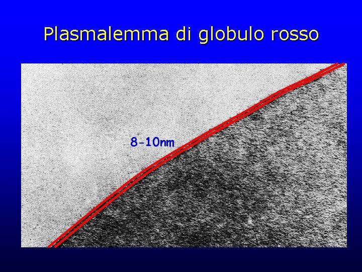 Plasmalemma di globulo rosso 8 -10 nm 
