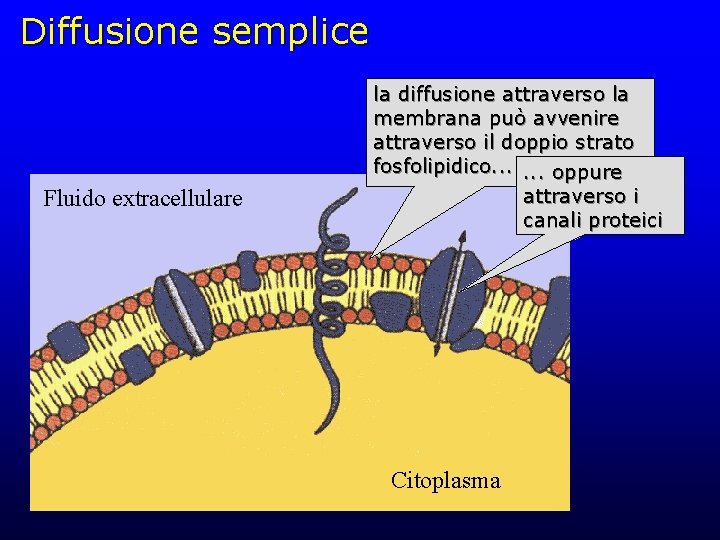 Diffusione semplice Fluido extracellulare la diffusione attraverso la membrana può avvenire attraverso il doppio