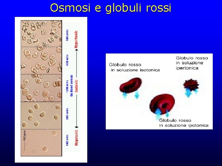 Osmosi e globuli rossi 