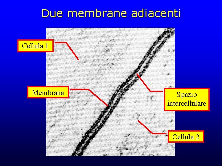 Due membrane adiacenti Cellula 1 Membrana Spazio intercellulare Cellula 2 