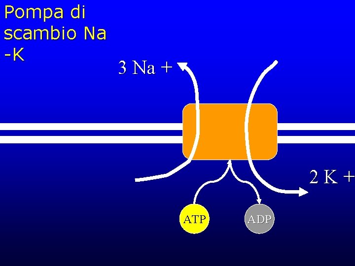 Pompa di scambio Na -K 3 Na + 2 K+ ATP ADP 