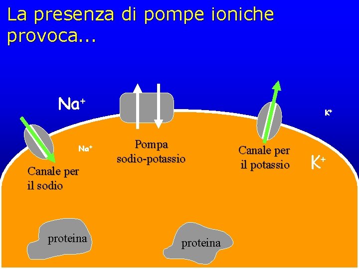 La presenza di pompe ioniche provoca. . . Na+ Canale per il sodio proteina