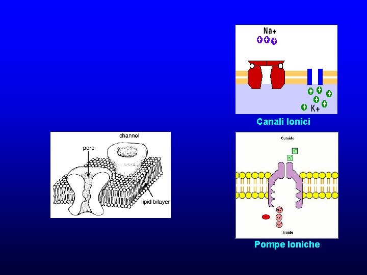 Canali Ionici Pompe Ioniche 