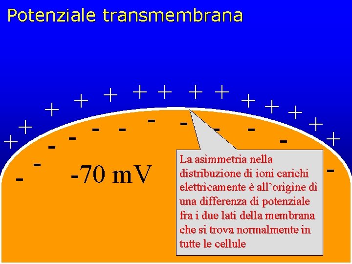 Potenziale transmembrana + + + + + - - - + + La asimmetria