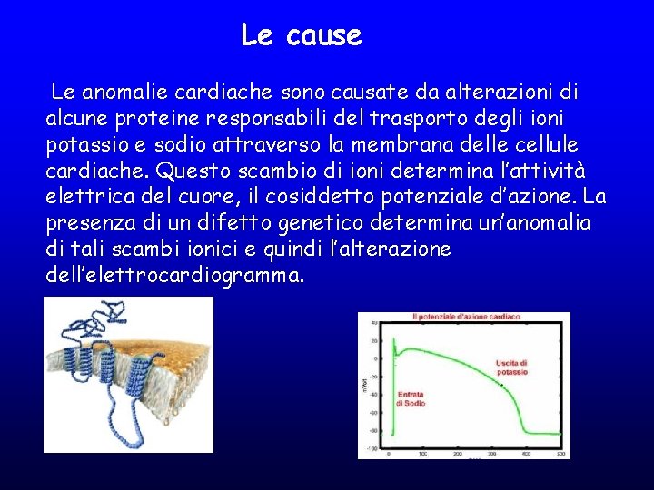 Le cause Le anomalie cardiache sono causate da alterazioni di alcune proteine responsabili del