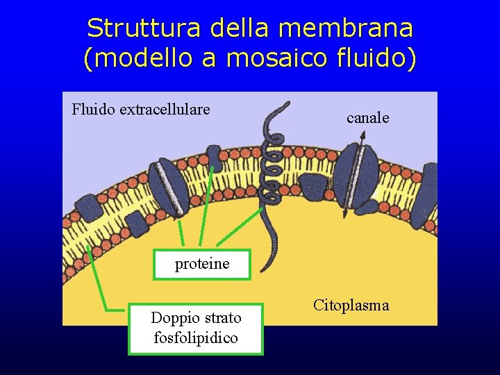 Struttura della membrana (modello a mosaico fluido) Fluido extracellulare canale proteine Doppio strato fosfolipidico