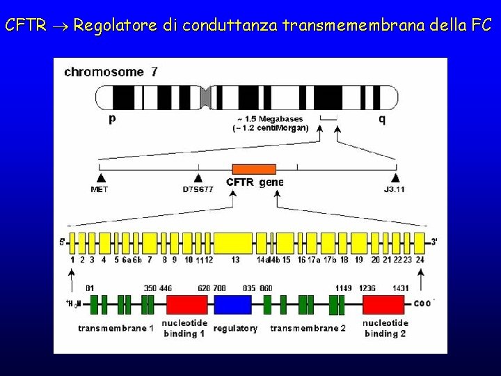 CFTR Regolatore di conduttanza transmemembrana della FC 