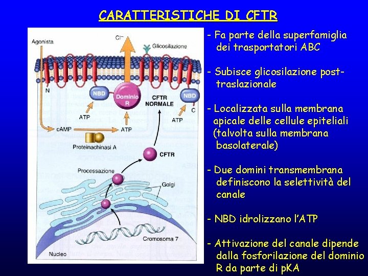 CARATTERISTICHE DI CFTR - Fa parte della superfamiglia dei trasportatori ABC - Subisce glicosilazione