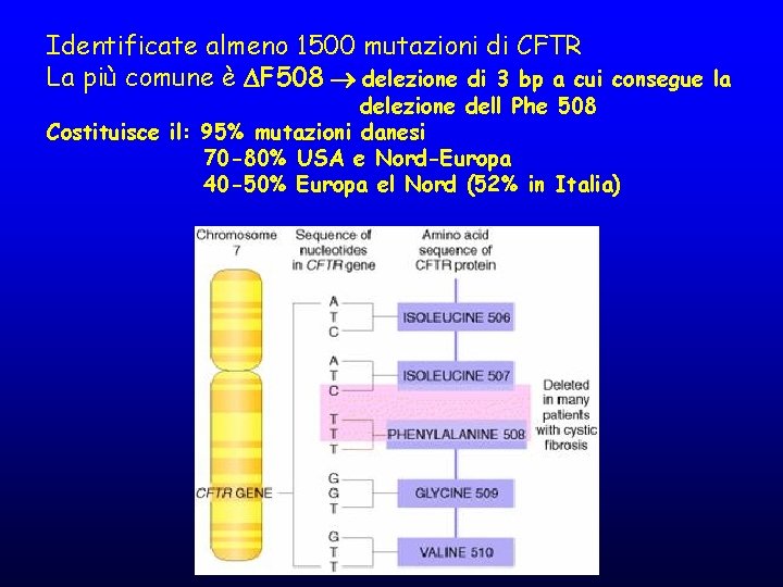 Identificate almeno 1500 mutazioni di CFTR La più comune è F 508 delezione di