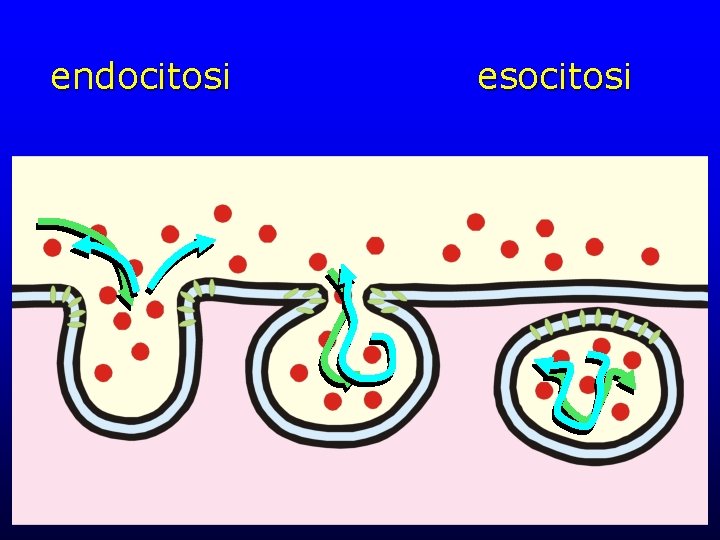 endocitosi esocitosi 